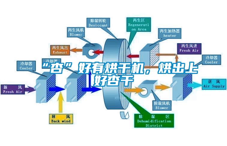 “杏”好有烘干機(jī)，烘出上好杏干